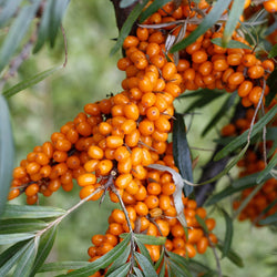 Argousier Hergo - Bakker.com | France