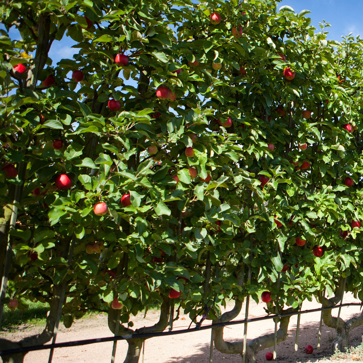 Pommier Starking Delicious - Malus domestica 'starking delicious' - Bakker