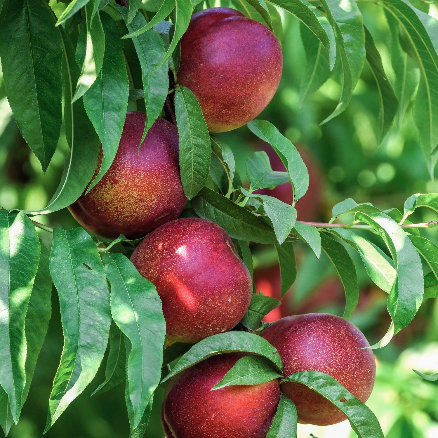 Autres arbres et arbustes fruitiers