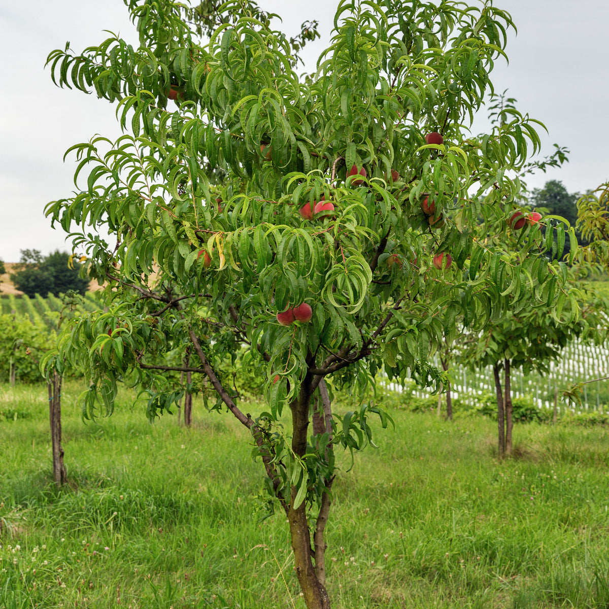 Nectarine Big Top - Prunus persica 'big top' - Bakker
