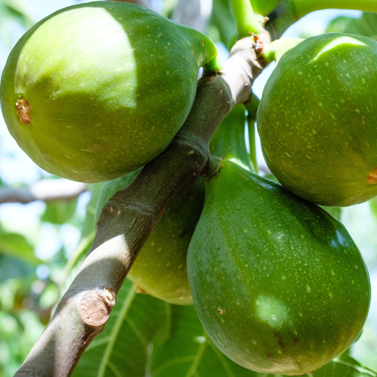 Figuier Fiorone - Ficus carica 'fiorone' - Bakker