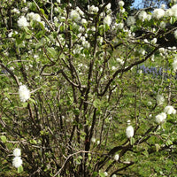 Bakker - Grand fothergille - Fothergilla major