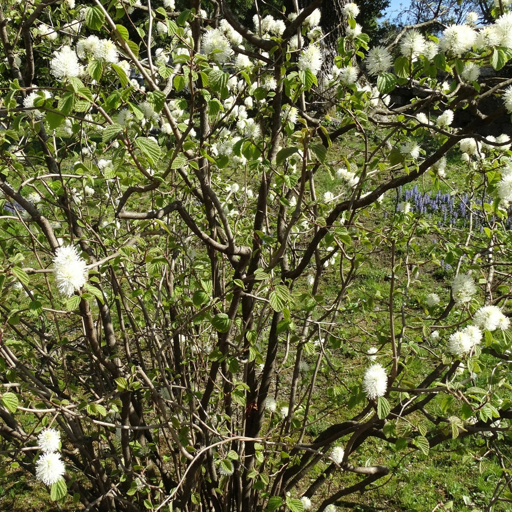 Vente Grand fothergille - Fothergilla major