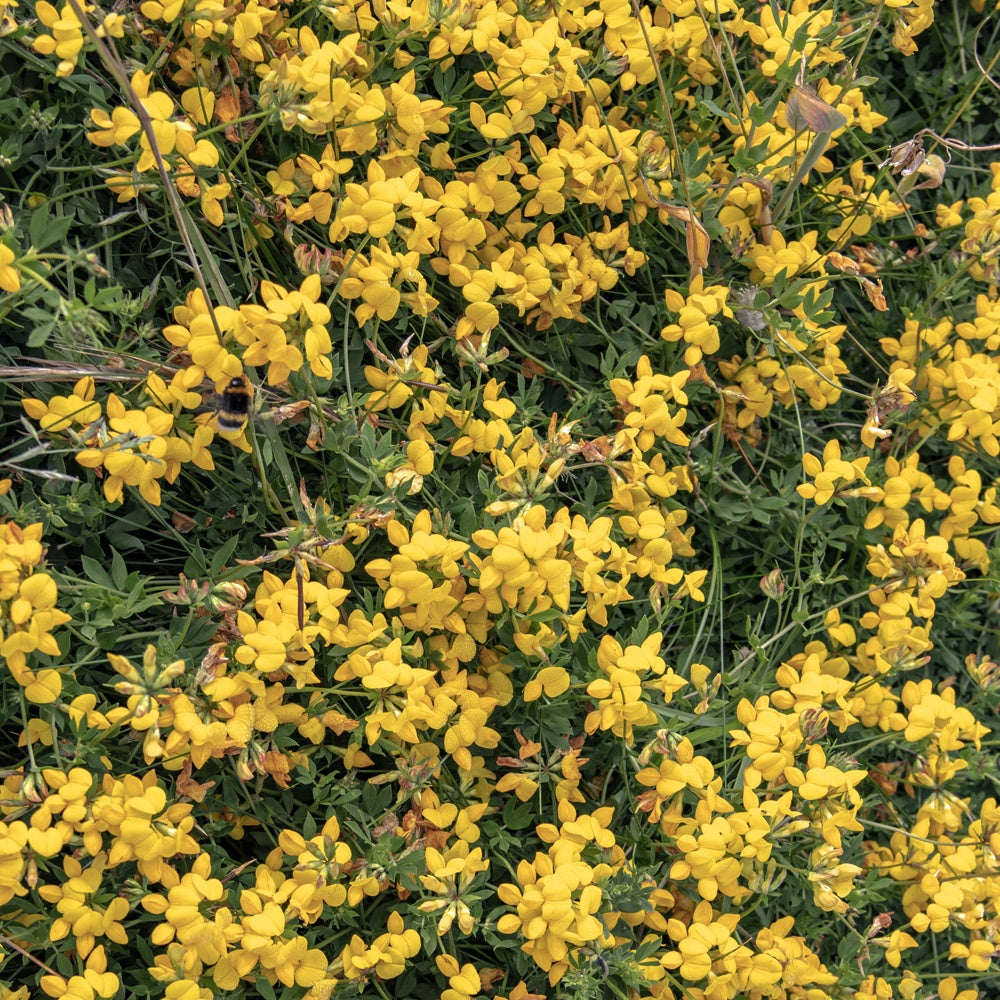 Genêt poilu Vancouver Gold - Genista pilosa 'vancouver gold' - Bakker