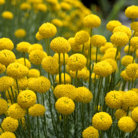 Santoline argentée - Bakker