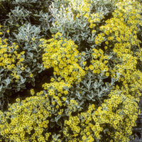 Bakker - Senecio compacta Drysdale - Senecio compacta drysdale