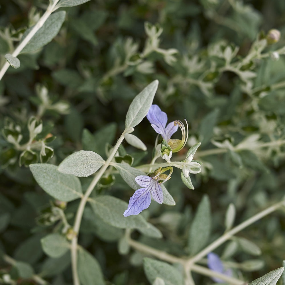 Plantes vivaces - Germandrée arbustive Azureum - Teucrium fruticans 'azureum'