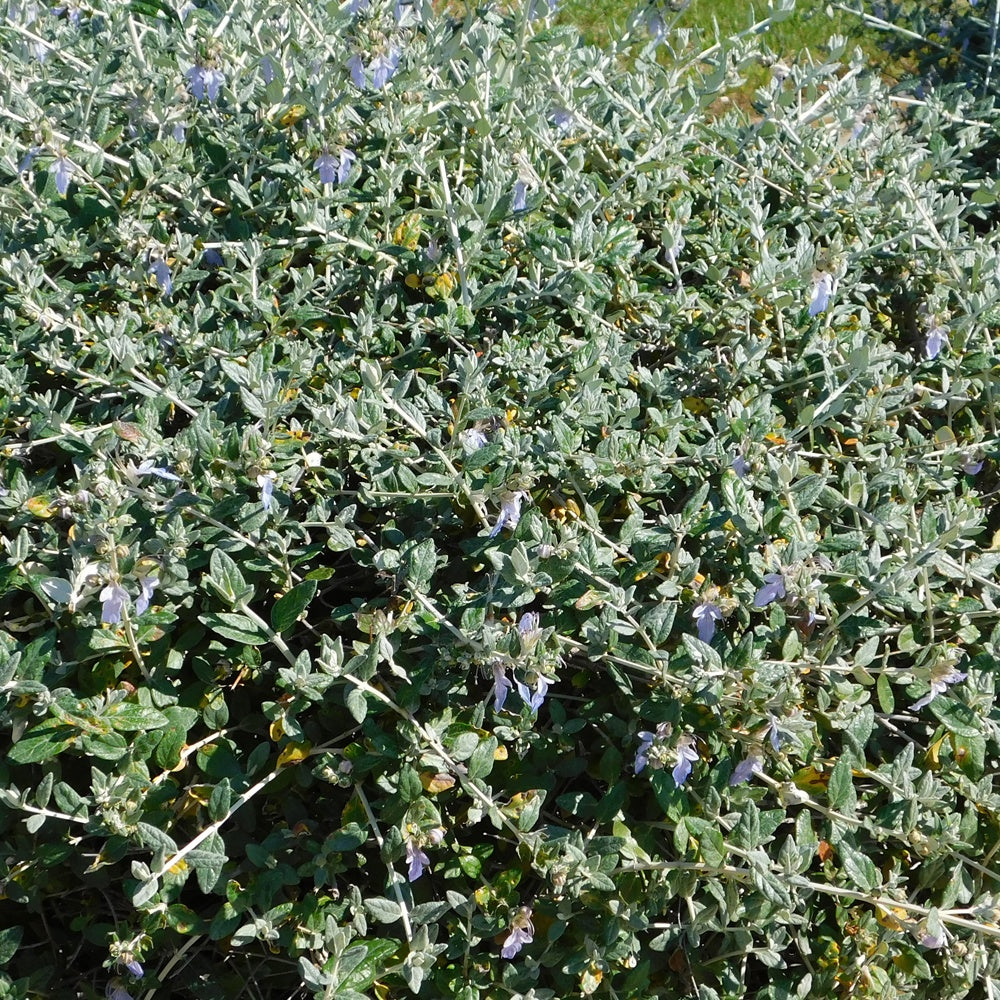 Bakker - Germandrée arbustive Azureum - Teucrium fruticans 'azureum' - Arbustes et vivaces