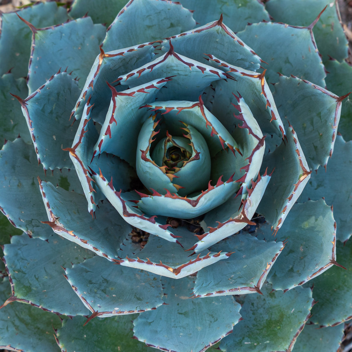 Agave Globe - Bakker