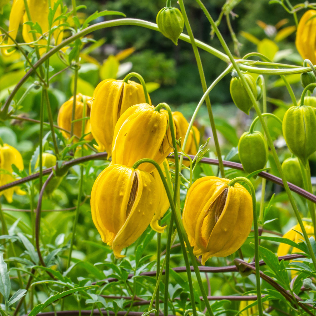 Clematis 'little lemons' - Clématite Little Lemons  ® - Vivaces fleuries