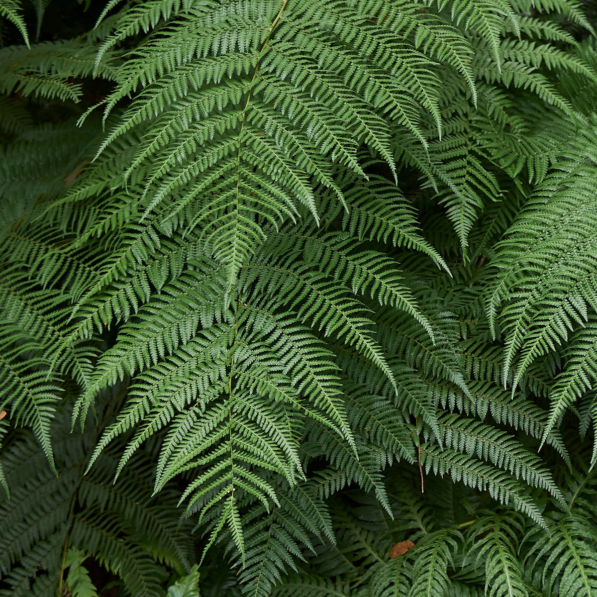 Vente Fougère arborescente de Tasmanie - Dicksonia antarctica