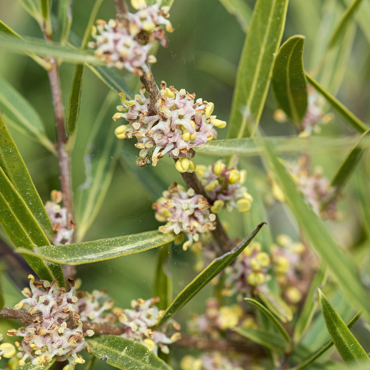 Phillyrea angustifolia - Filaire à feuilles étroites - Plantes de terrasses et balcons