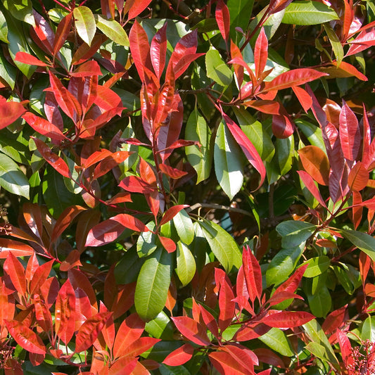 Photinia fraseri Carré rouge - Bakker.com | France