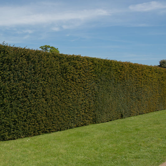 Bakker - If commun - Taxus baccata - Plantes d'extérieur