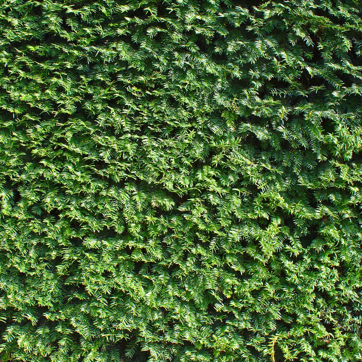 If commun - Taxus baccata - Bakker