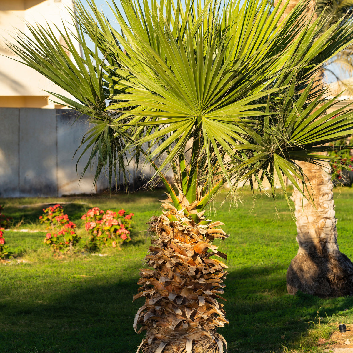 Palmiers - Palmier à jupon du Mexique - Washingtonia robusta