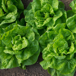 6 Plants de Laitue pommée Novappia - Bakker