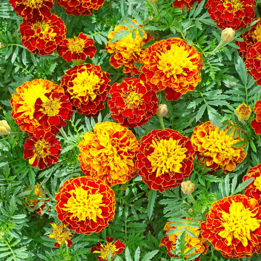 Oeillets d'inde nains en mélange - Bakker