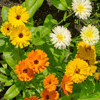 Soucis doubles en mélange - Calendula officinalis - Bakker