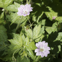 Geranium oxonianum katharine adèle , himalayense, - 9 Géraniums vivaces en mélange - Géraniums