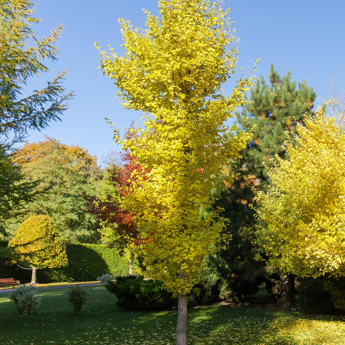 Ginkgo biloba blagon - Ginkgo biloba Blagon - Arbre aux 40 écus - Arbres
