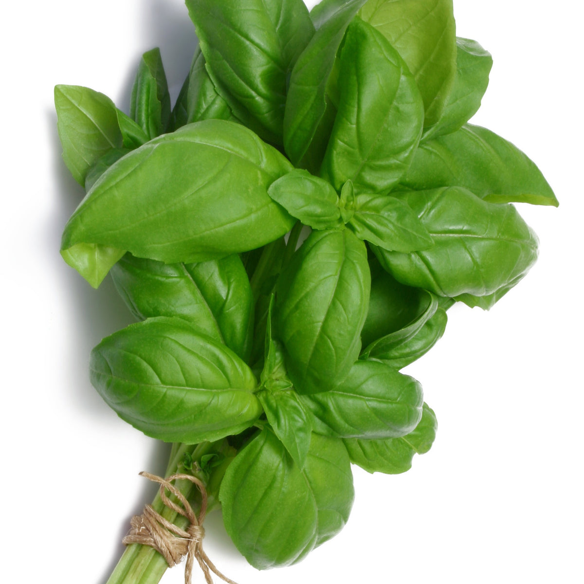 Collection de 4 Plants Aromatiques basilic, ciboulette, persil, thym - Basilic, ciboulette, persil, thym - Bakker