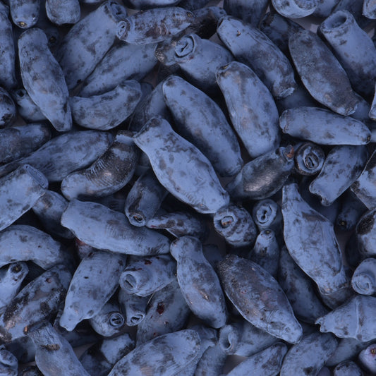 Baie de Mai Borealis - Camerisier - Bakker