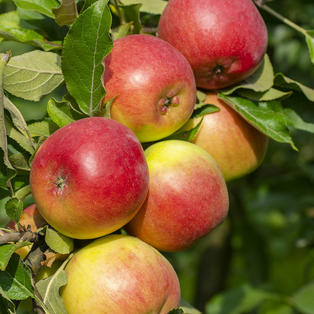 Collection de Pommiers : Reine de reinettes, Cox's, Golden Delicious - Malus domestica reine de reinettes, cox's, golden delicious - Bakker