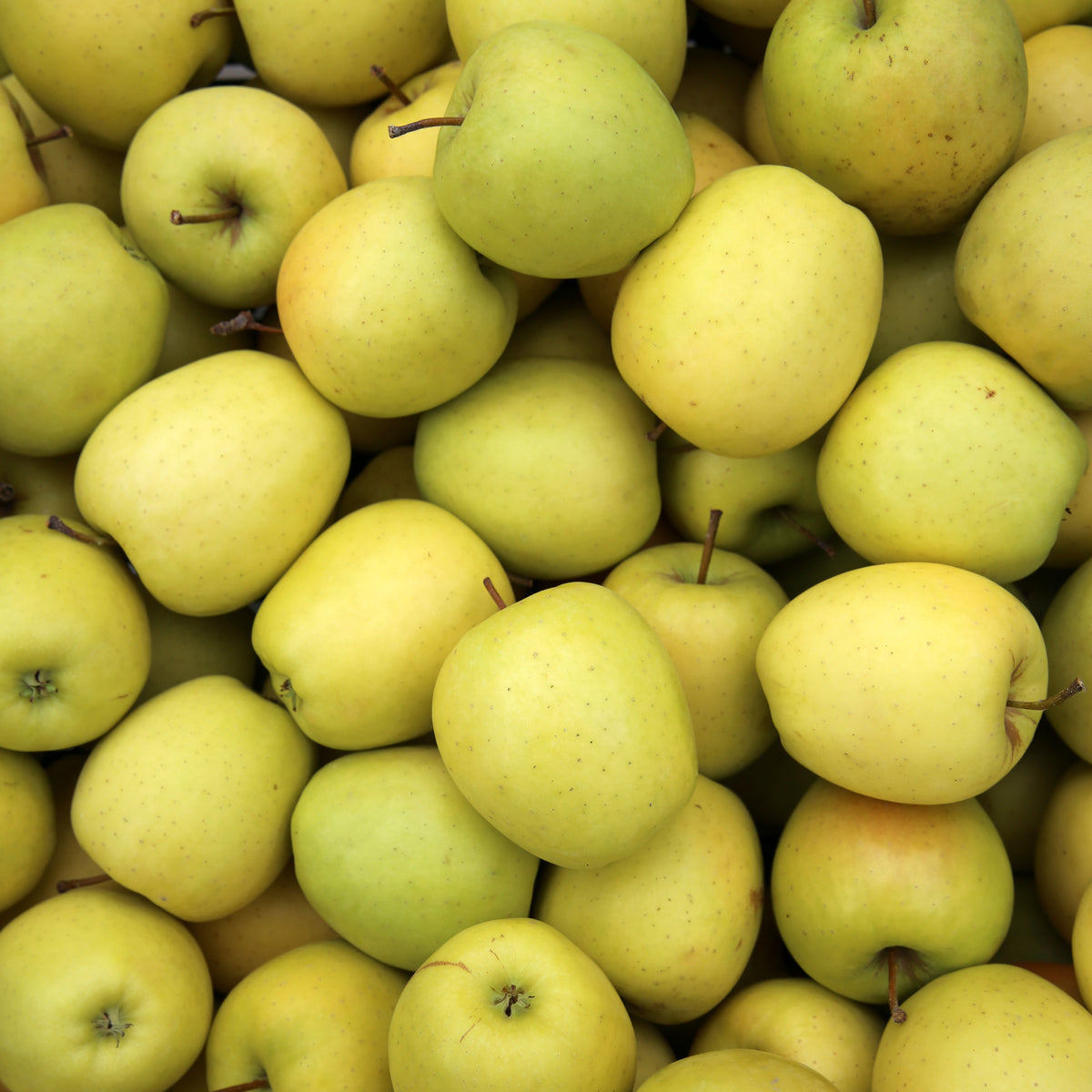 Malus domestica reine de reinettes, cox's, golden delicious - Collection de Pommiers : Reine de reinettes, Cox's, Golden Delicious - Pommiers