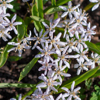 10 Scilles à deux feuilles - Scilla - Scilla bifolia rosea - Bakker