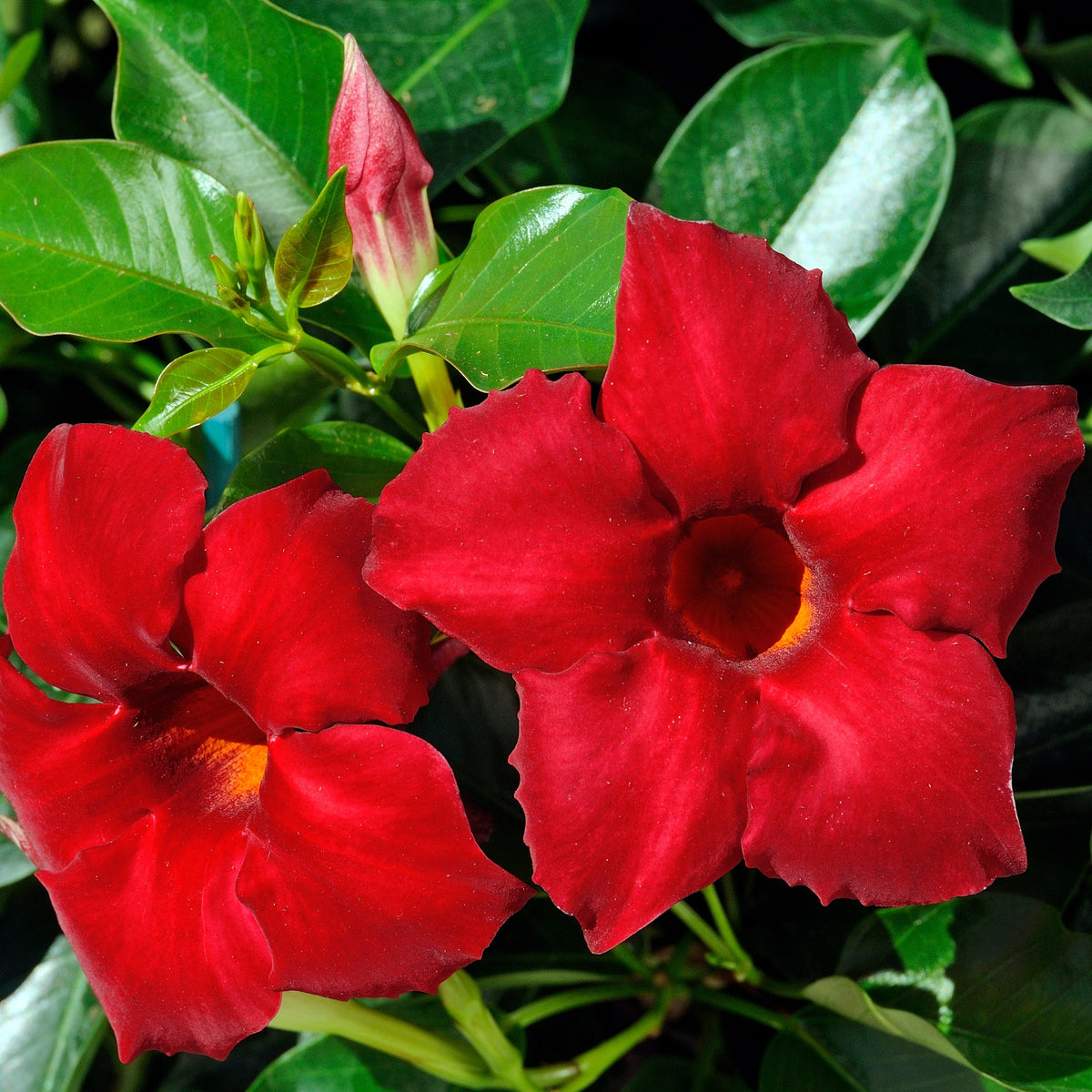 Jasmin du Brésil Dipladénia - Mandevilla sanderi - Bakker