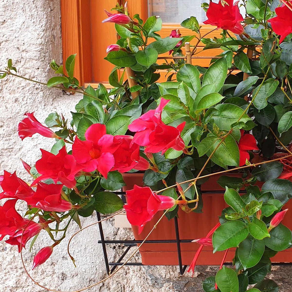 Jasmin du Brésil Dipladénia - Bakker