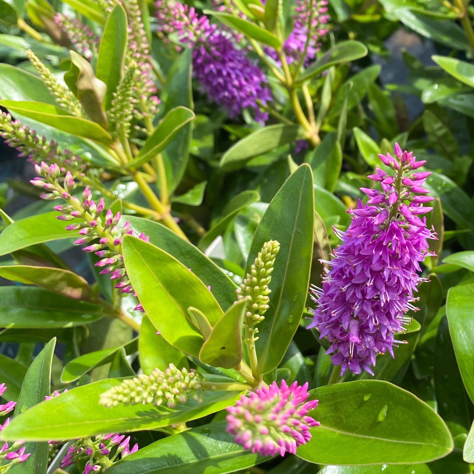 Bakker - Véronique addenda - Hebe speciosa 'addenda'