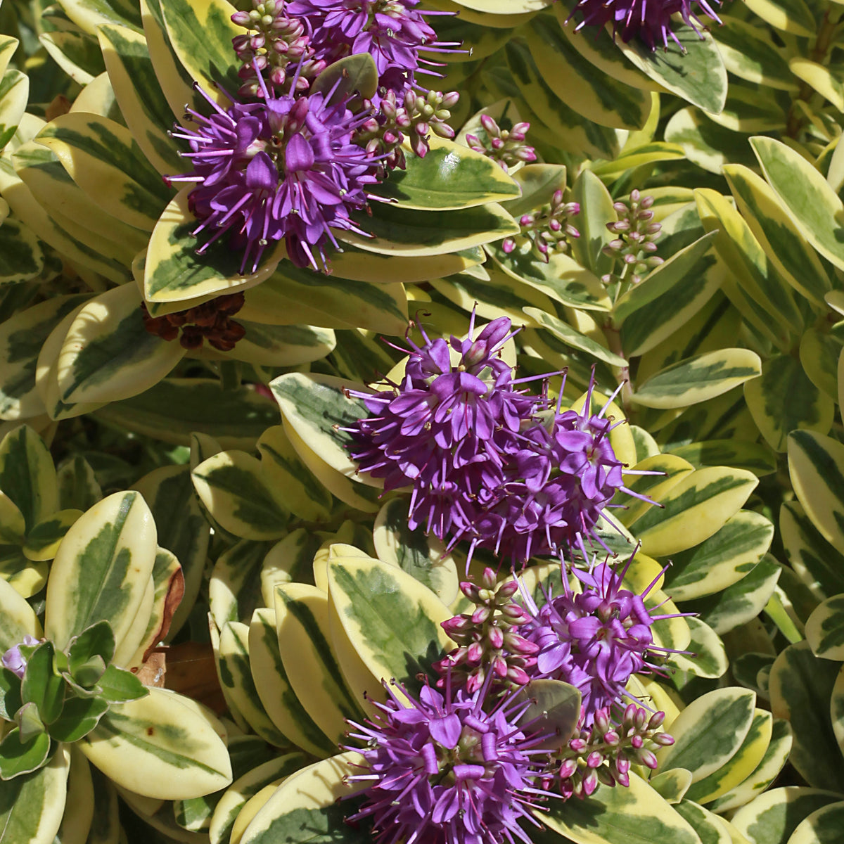 Véronique panaché - Hebe speciosa 'variegata' - Bakker