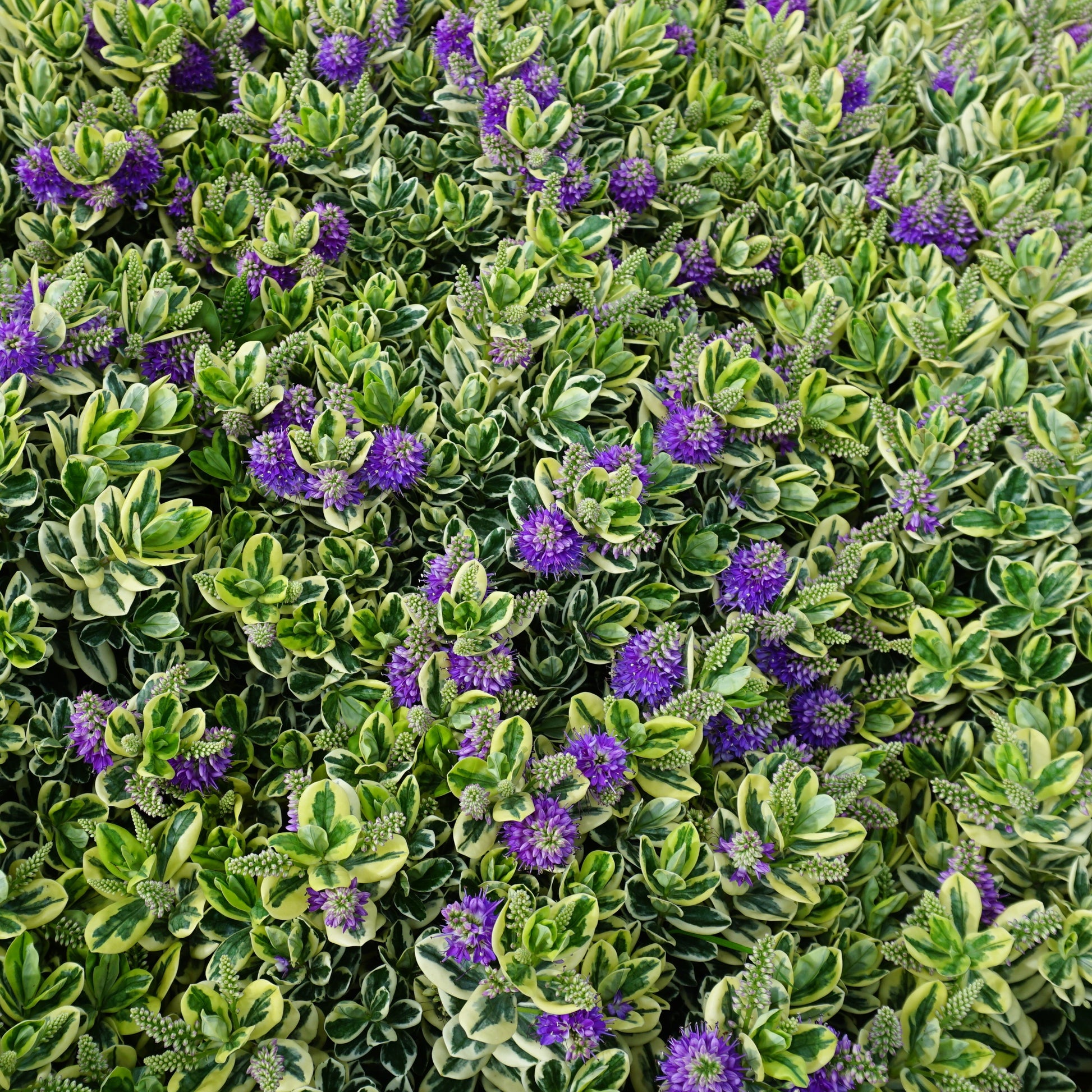 Bakker - Véronique panaché - Hebe speciosa 'variegata'