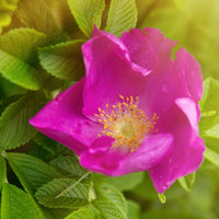 Bakker - 2 Rosiers rugueux rose foncé (pot) - Rosa rugosa rubra