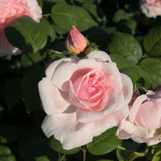 Rosier buisson rose - Bakker.com | France