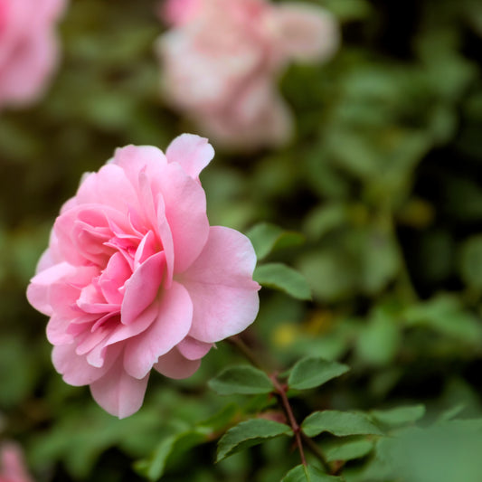 Bakker - Rosier à massif rose - Rosa - Plantes d'extérieur