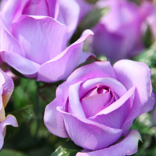 Rosier grimpant violet - Bakker