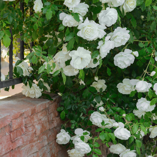 Rosier grimpant blanc - Bakker.com | France