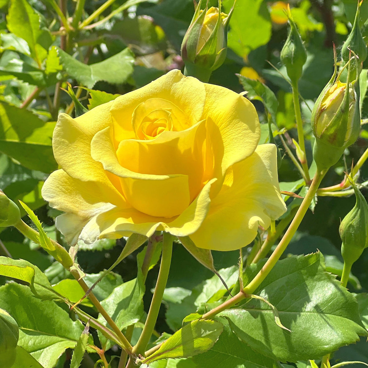 Rosier grimpant jaune - Bakker