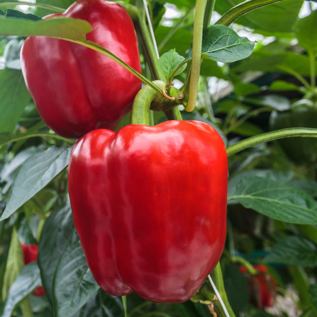 3 Plants Poivron Sonar F1 - Bakker