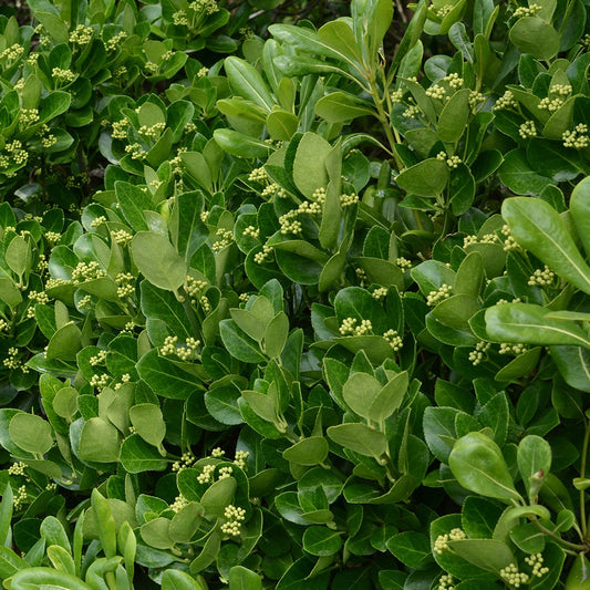 Bakker - Fusain du Japon - Euonymus japonicus - Plantes d'extérieur