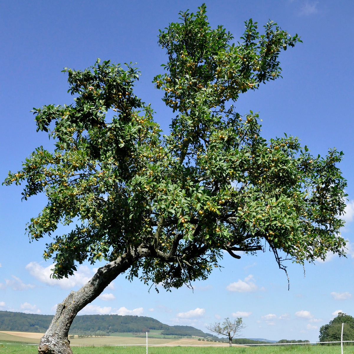 Prunier Reine-Claude d’Oullins - Prunus domestica Reine-Claude d'Oullins - Bakker