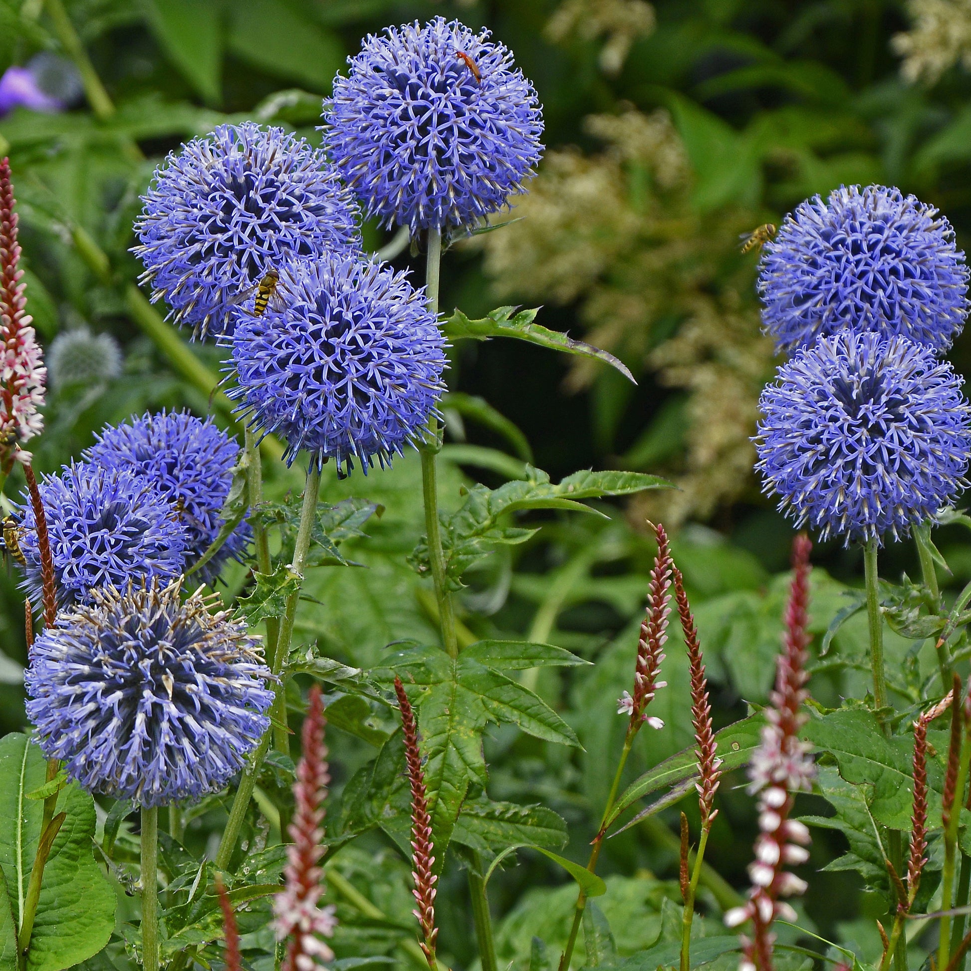 Bakker - 3 Boules azurées Veitchs Blue - Echinops ritro 'veitch's blue' - Plantes d'extérieur