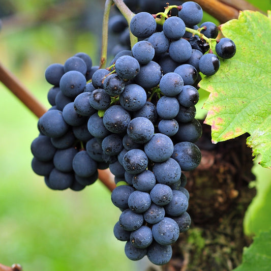 Vigne Triomphe d'Alsace - Bakker