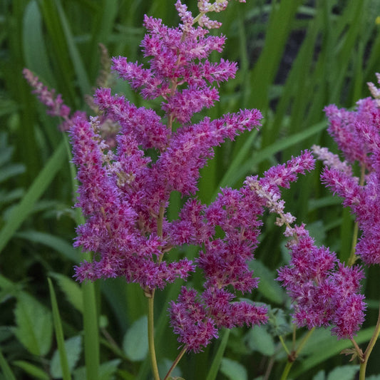 Astilbe du Japon - Bakker