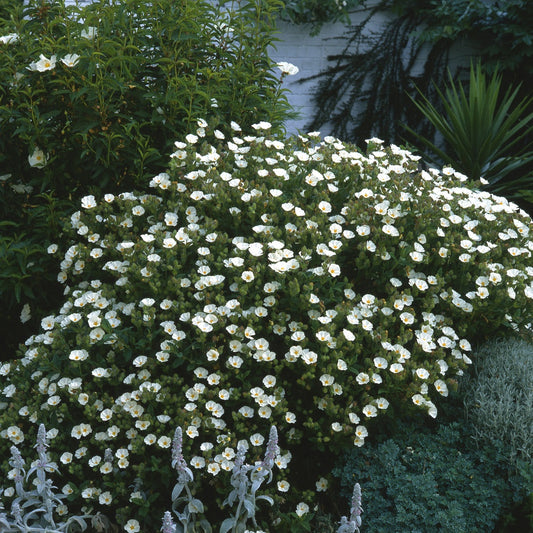Cistus florentinus - Bakker