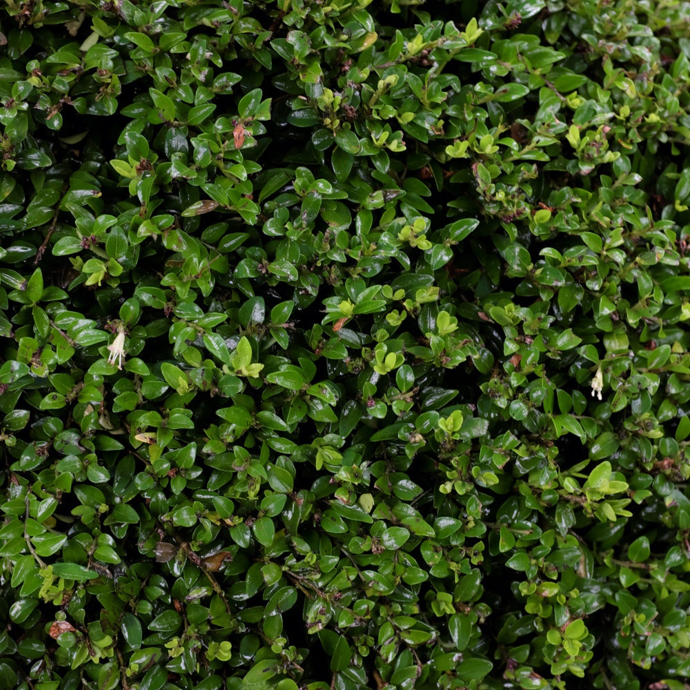 Chèvrefeuille à feuilles de buis - Lonicera nitida - Bakker