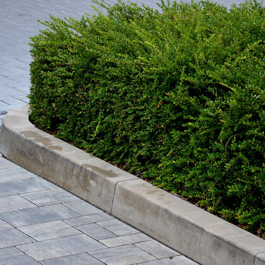 Chèvrefeuille à feuilles de buis - Bakker